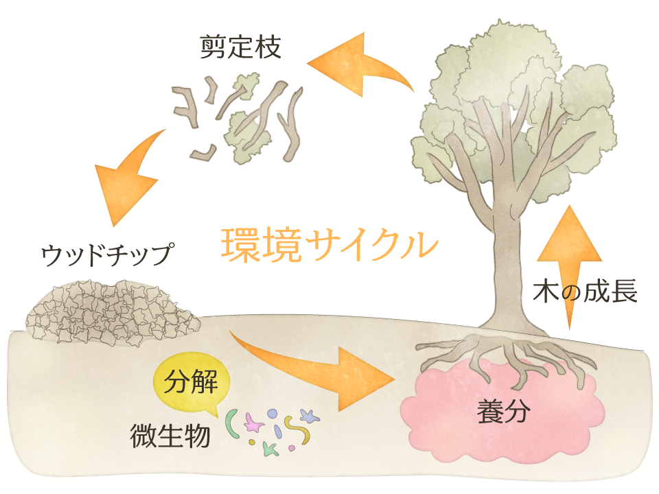 木を育む環境の循環