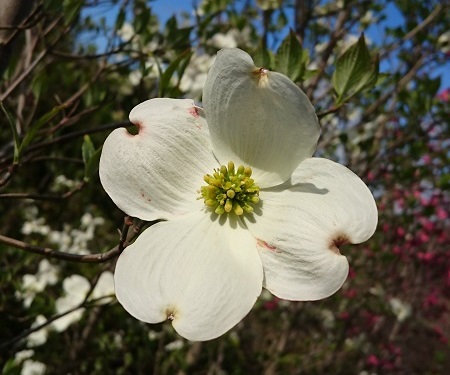 ハナミズキの 花 は花じゃない 伸松園