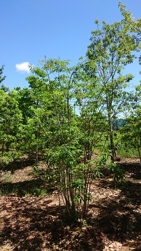 商品紹介（落葉・中高木） - 伸松園 
