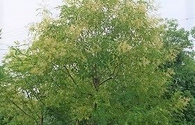 シンボルツリー】シマトネリコ - 伸松園