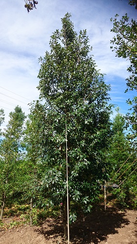 常緑樹 高木 アラカシh5 0m ウバメガシh5 0m 移植 年秋 伸松園