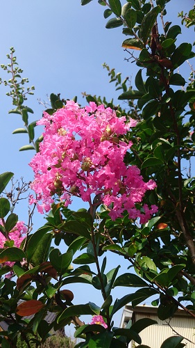 夏の花木 サルスベリ 伸松園