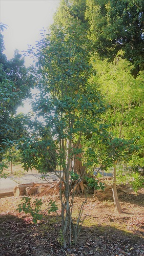 人気のシンボルツリー ソヨゴ 伸松園