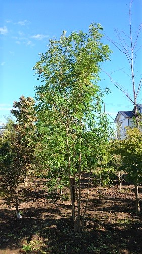 常緑樹 洋風やシンボルツリーにも合う樹種 移植 年秋 伸松園