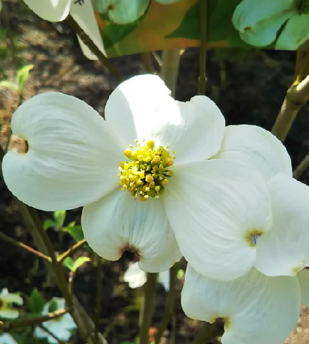 21超人気 21年4月末頃に開花の花水木 春に開花します はなみずき 白花 クラウドナイン シンボルツリー ハナミズキ 苗木 当店人気の限定モデルが再々々入荷 Makeupkala Com
