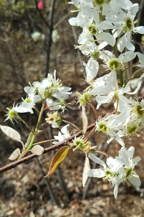 春の花木 ４月に見頃の花 伸松園