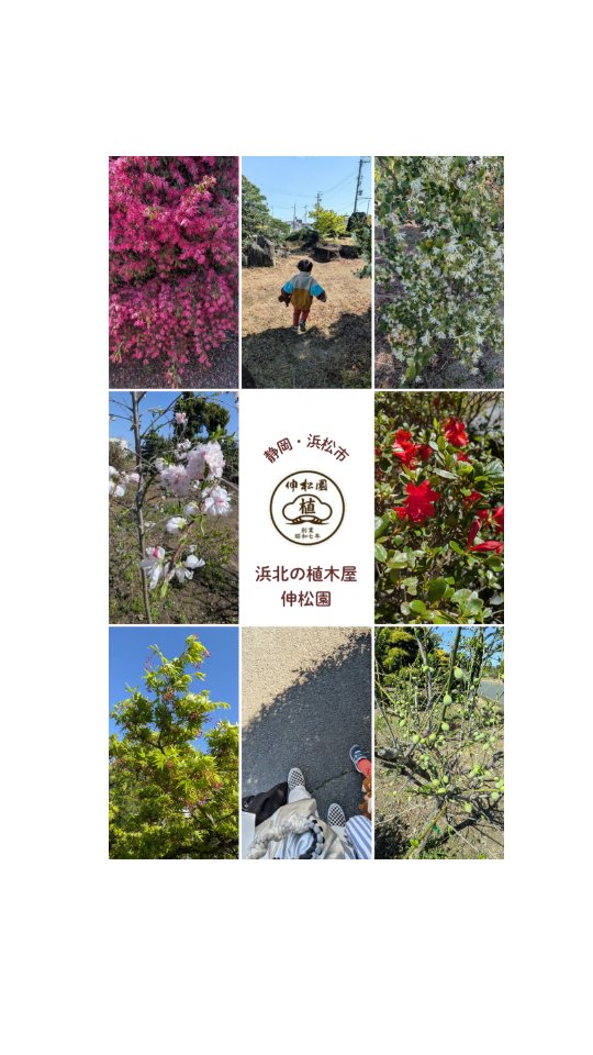 【ここ数日のハママツ】⁡
⁡⁡
⁡暴風＆大雨で⁡
⁡一気に季節が進みました⁡
⁡⁡
⁡ソメイヨシノも⁡
⁡葉桜がチラホラ…⁡
⁡⁡
⁡大荒れの新年度スタートでしたが⁡
⁡⁡
⁡皆々様の新生活に幸あれ！