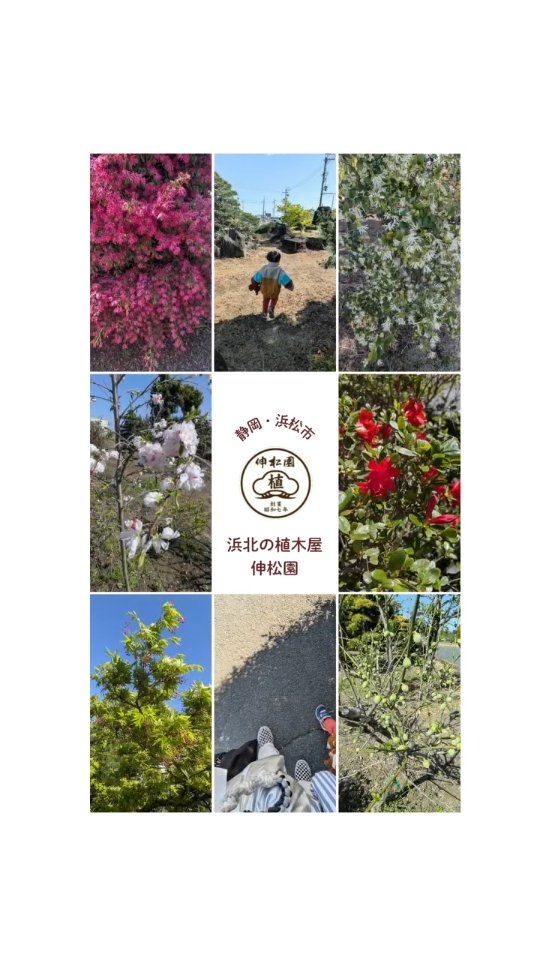 【ここ数日のハママツ】⁡
⁡⁡
⁡暴風＆大雨で⁡
⁡一気に季節が進みました⁡
⁡⁡
⁡ソメイヨシノも⁡
⁡葉桜がチラホラ…⁡
⁡⁡
⁡大荒れの新年度スタートでしたが⁡
⁡⁡
⁡皆々様の新生活に幸あれ！