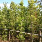 イヌマキ苗の植え付け作業 年春 伸松園