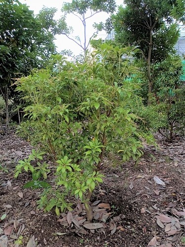 半日陰を好む常緑樹 低木 伸松園