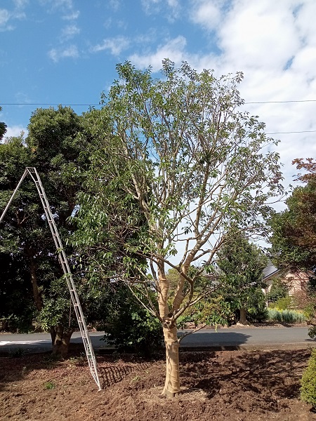 高木の植え替え ナナミノキh6 0m前後 モッコクh2 5m サルスベリ 移植 21年秋 伸松園