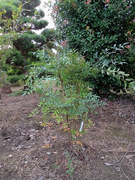半日陰を好む常緑樹 低木 伸松園
