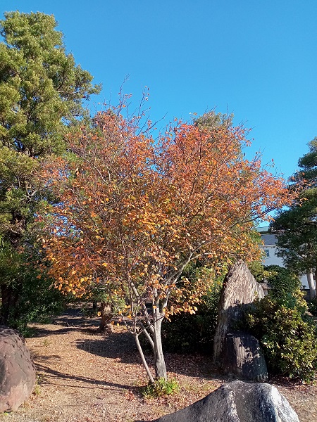 落葉樹 紅葉の鮮やかな在庫樹木 21年秋 伸松園