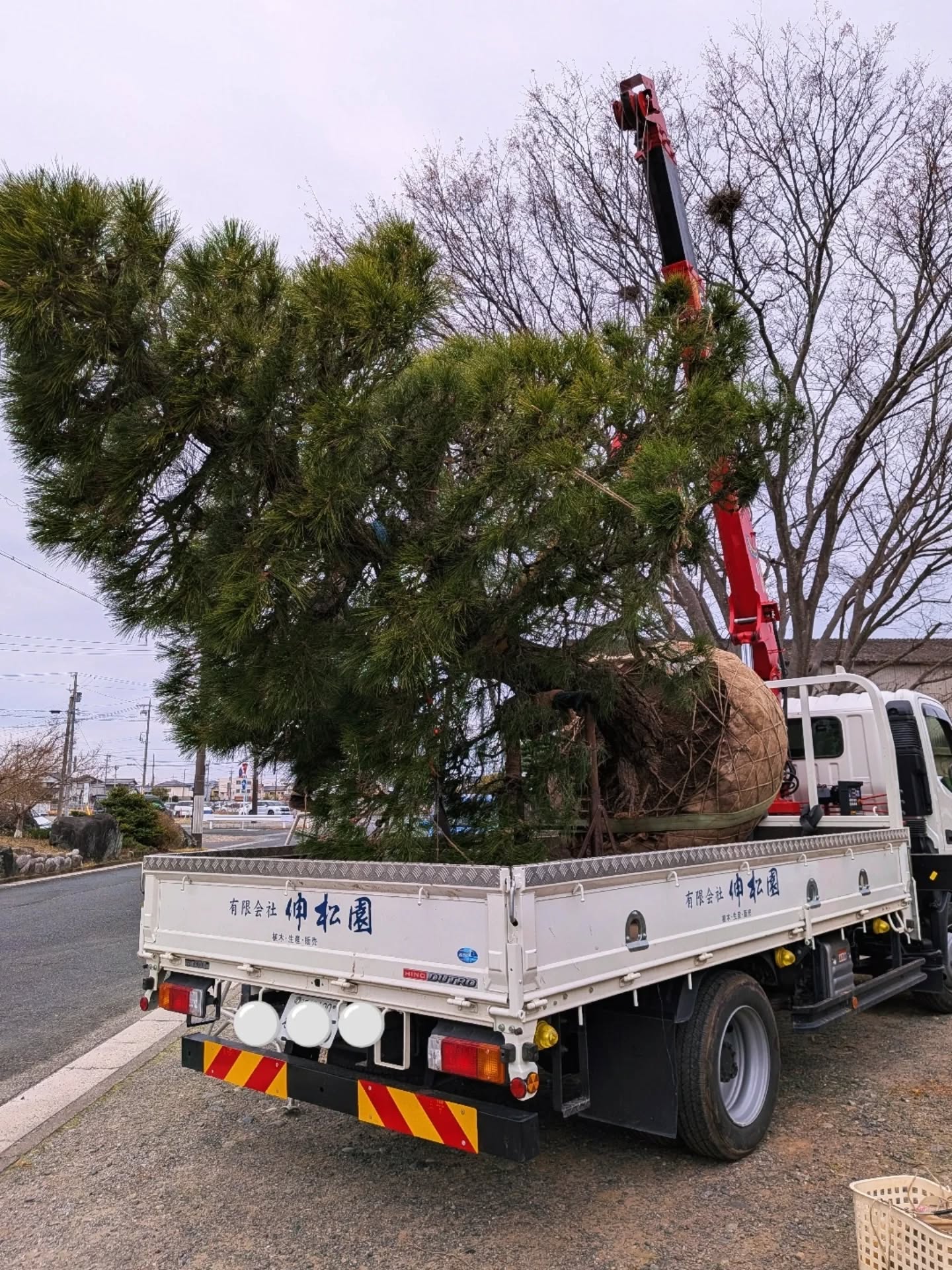 【ドカドカうるさく行こう】⁡
⁡⁡
⁡明日はちょいと遠方まで⁡
⁡黒松をお届けにあがります⁡
⁡⁡
⁡今はもう見慣れた日常の風景ですが⁡
⁡⁡
⁡私が植木のうの字も⁡
知らない状態で⁡
⁡⁡
⁡高速道路上に⁡
⁡いきなりバカでかい⁡
⁡黒松が⁡現れたら
⁡(きっと黒松ってこと自体わからん)⁡

⁡⁡びっくりして⁡
⁡スゲー！でかー！⁡
⁡と言いながら
⁡しばしキャーキャー⁡
⁡言ってる気がします⁡⁡
⁡⁡
感じ方は⁡
⁡人それぞれですが⁡
⁡⁡
⁡さながら⁡
⁡アーティストの⁡
⁡コンサートトラックの様に⁡
⁡⁡
想いを載せた⁡
⁡トラックで参ります⁡
⁡⁡
⁡てな事を⁡
⁡作業中の夫に話したら⁡
⁡⁡
⁡あ、そうだよー⁡
⁡バニラバニラ⁡
⁡高収入～の⁡
⁡アレと一緒だよ～⁡
⁡⁡
⁡…感動を返せ(殴
⁡