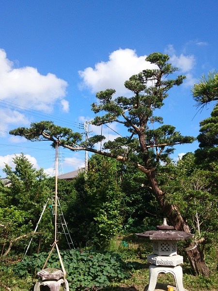 庭木 マキ 植物 植木 槙 001 - 静岡県のその他