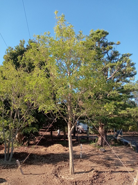 高木の植え替え】シマトネリコH=3m～6m（移植_2022年秋①） - 伸松園 
