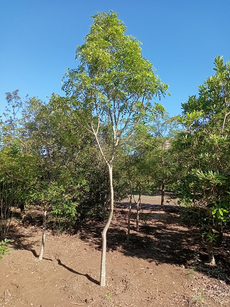 高木の植え替え】シマトネリコH=3m～6m（移植_2022年秋①） - 伸松園 