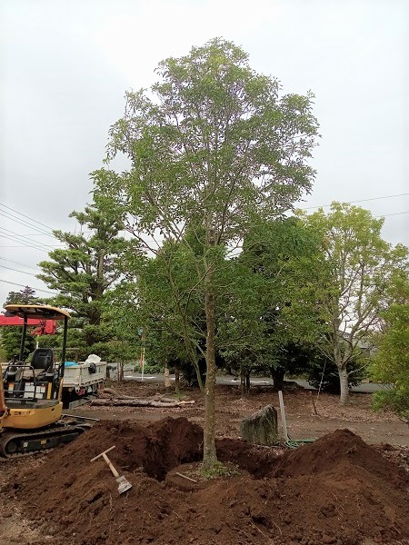 高木の植え替え】シマトネリコH=3m～6m（移植_2022年秋①） - 伸松園 