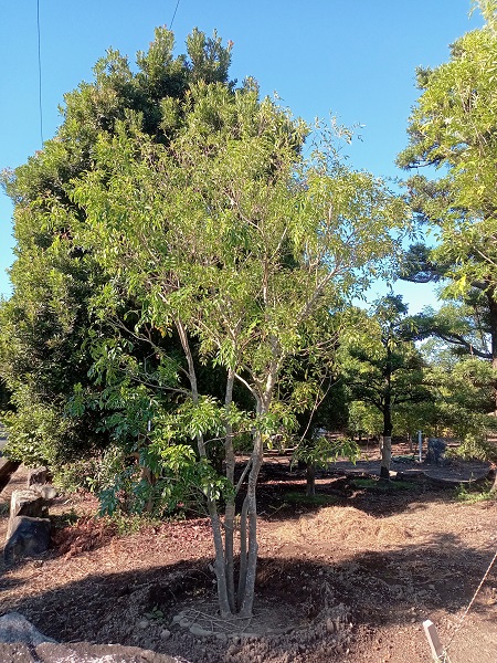 高木の植え替え】シマトネリコH=3m～6m（移植_2022年秋①） - 伸松園