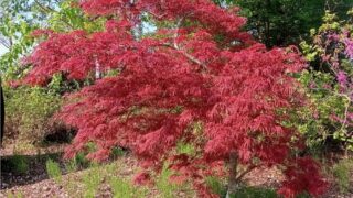 ベニシダレ①-320x180.jpg