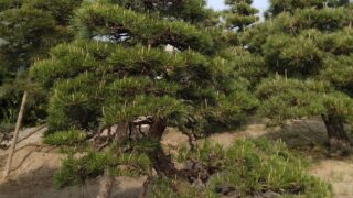 maru8ma　黒松　枝付き松葉　40cm 100本 maru8ma 黒松 枝付き松葉 40cm 100本 松の通販「つなまま」｜九州